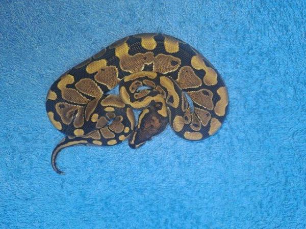 Image 4 of Royal python male baby cb23