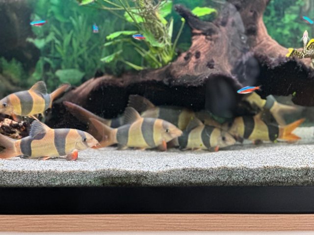 Preview of the first image of CLOWN LOACH x8 Beautful Health group 1 very large.