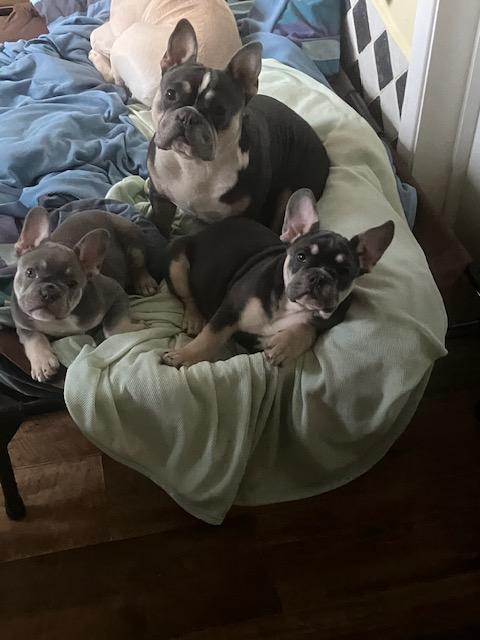 Preview of the first image of 18 week old French Bulldog puppies.