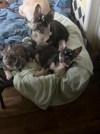Image 1 of 18 week old French Bulldog puppies