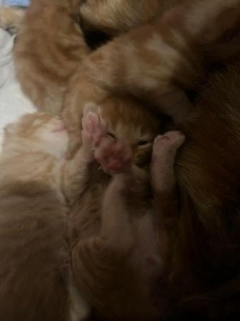 Image 7 of Mixed kitten litter adorable!