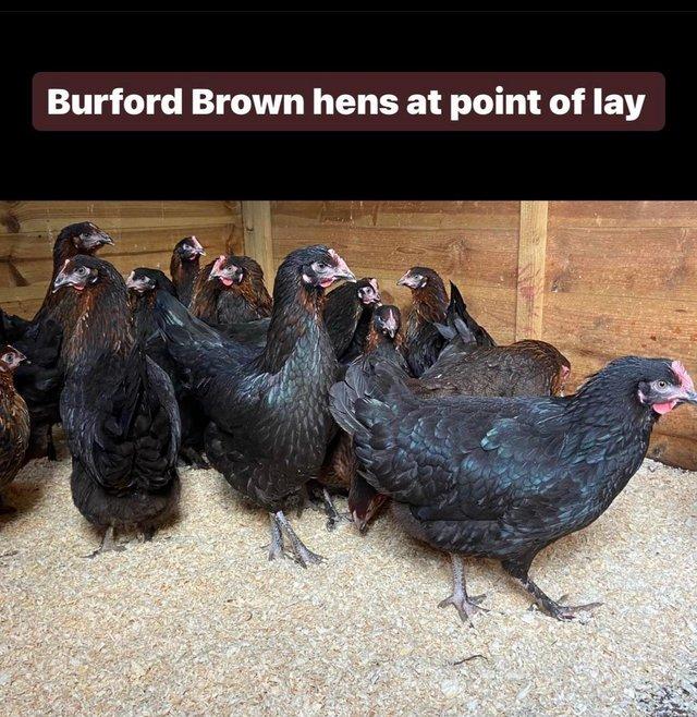 Preview of the first image of Ready to lay hens in a range of breeds ready now.