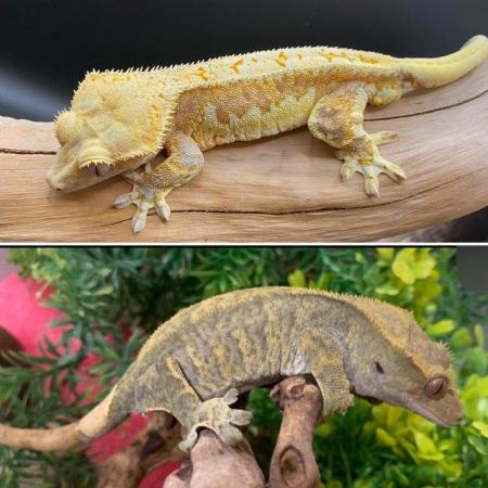 Image 3 of Adult female crested gecko phantom tiger lilly white