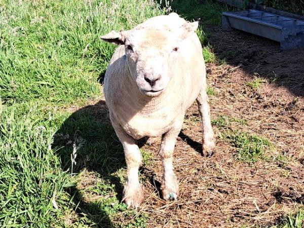 Image 1 of Pedigree Southdown Ram- March 2023 born