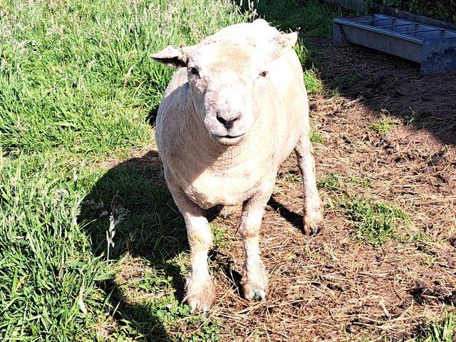 Preview of the first image of Pedigree Southdown Ram- March 2023 born.