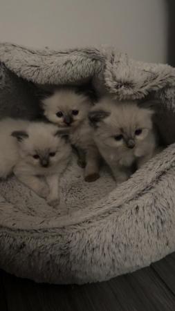 Image 11 of Beautiful ragdoll kittens for sale