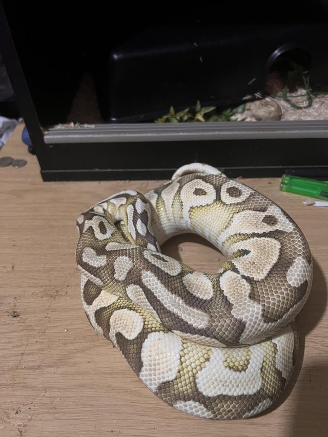 Preview of the first image of ROYAL PYTHON MALE LESSER PASTEL 50% HET GHOST WITH SETUP.