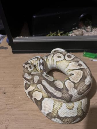 Image 1 of ROYAL PYTHON MALE LESSER PASTEL 50% HET GHOST WITH SETUP