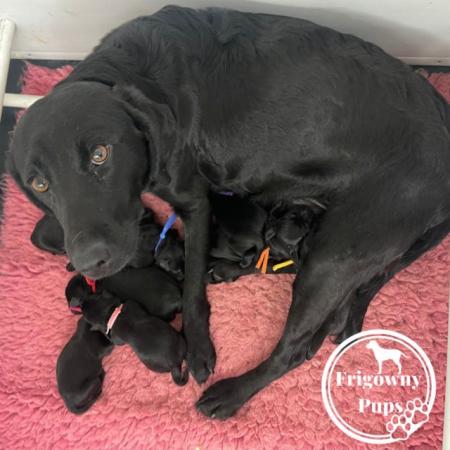Image 6 of KC Reg Male Black Labrador Puppies