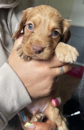 Image 3 of Cocker spaniel puppiesfor sale OFFERS WELCOME