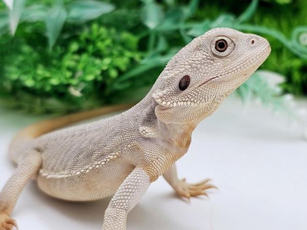 Image 4 of Various zero bearded dragons males and females
