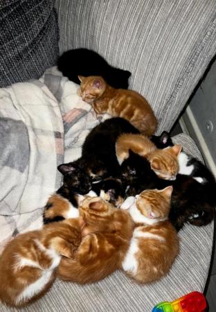 Image 9 of Absolutely beautiful, colourful litter of kittens!