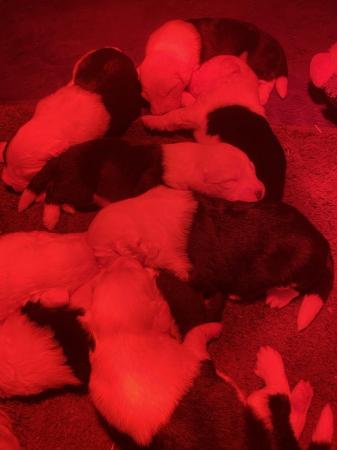 Image 6 of KC registered Old English Sheepdog Puppies
