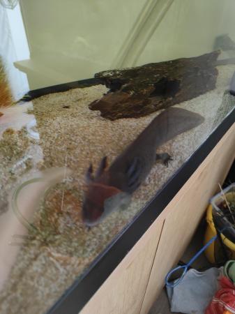Image 3 of Two Axolotl for sale £50 each or both for £80
