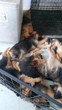 Image 1 of German Sheppard puppies
