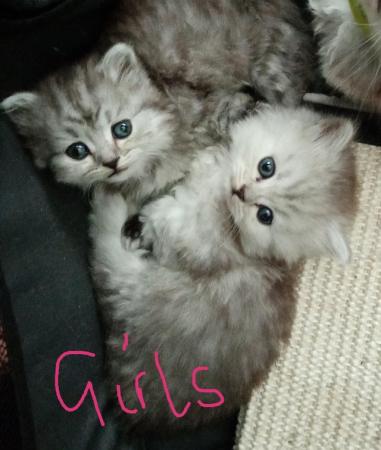 Image 1 of Stunning Persian Cross Kittens