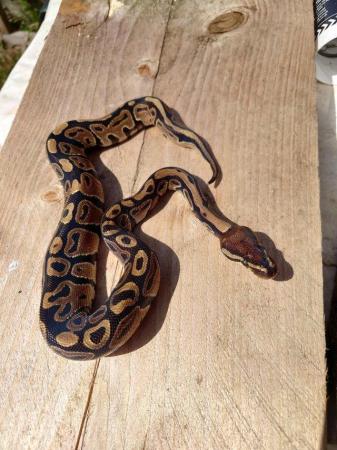 Image 5 of Need gone, open to offers ,21,22 ball pythons hatchlings RTG