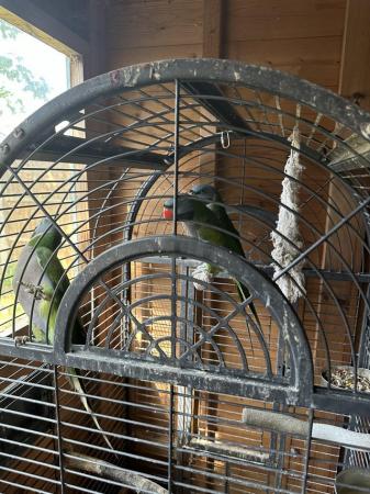 Image 4 of Derbayn parrot for sale one male and two females