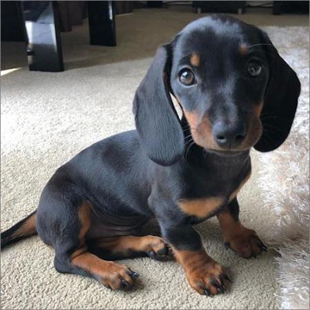 Image 1 of Beautiful kennel club registered Dacshund puppies