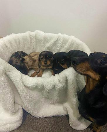 Image 10 of Ready Now KC Registered Miniature Dachshund Puppies