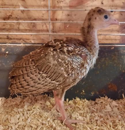 Image 2 of Bourbon red x Bronze Turkey unsexed poults.