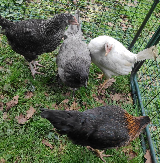 Preview of the first image of Many POL Pullets Hens Hybrid Black White Speckled Blue.