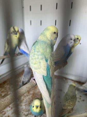 Image 8 of Aviary bred parent reared baby budgies.