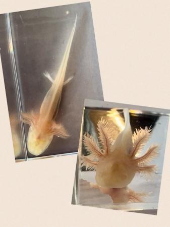 Image 1 of Axolotls For Sale. Various Morphs Available
