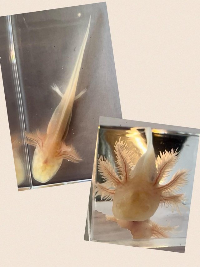 Preview of the first image of Axolotls for Sale various morphs.