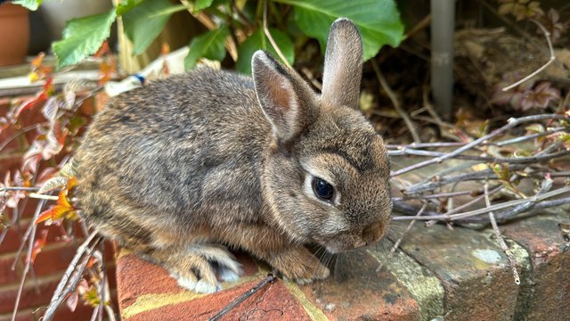Preview of the first image of 1x Baby Male Netherland Dwarf desperate for a home.