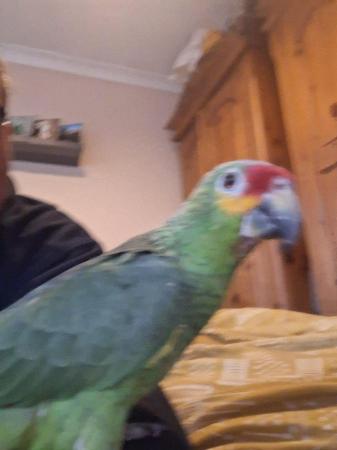 Image 5 of 2 year old amazon parrot and cage