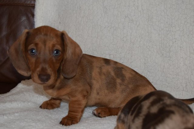 Image 15 of MINIATURE SMOOTH DACHSHUND PUPPIES