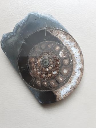 Image 2 of Polished Ammonite Fossil