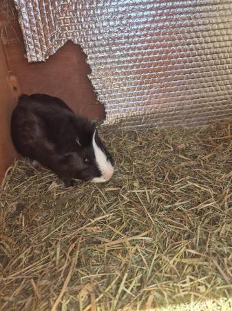Image 5 of Male guinea pig for sale