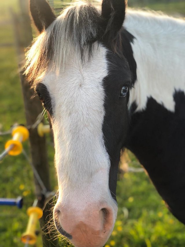 Preview of the first image of 3 Year Old Coloured Mini Cob Gelding.