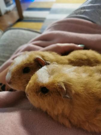 Image 4 of 2 male teddy guinea pigs