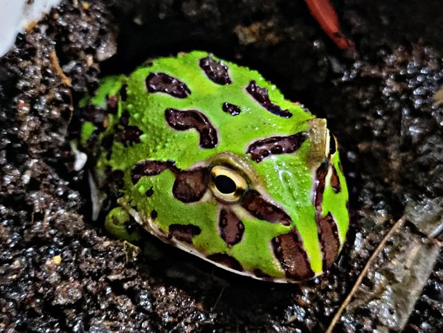 Preview of the first image of Beautiful Baby Pacman Frog for sale.