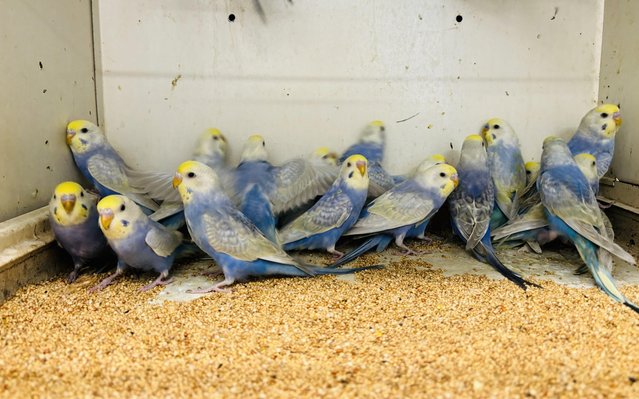 Image 2 of 2024 hatched rainbow budgies
