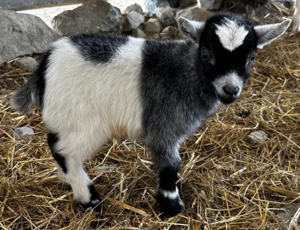 Image 2 of Adorable pygmy goat wethers