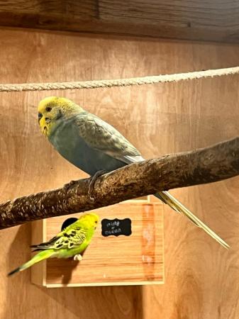 Image 4 of Baby budgies and breeding pairs for sale