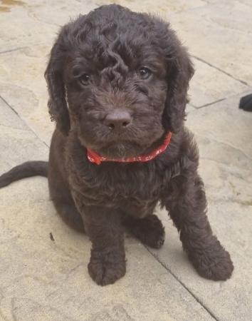 Image 1 of F1 miniature labradoodle girl.