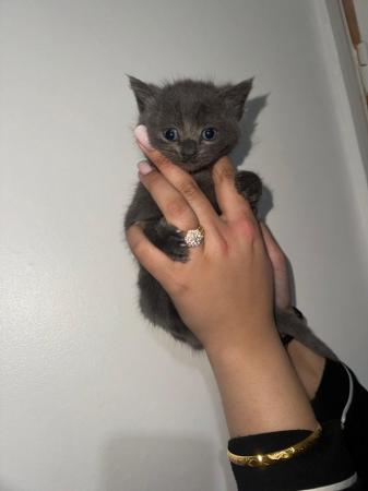 Image 2 of 10 week old kitten ready for a NEW HOME