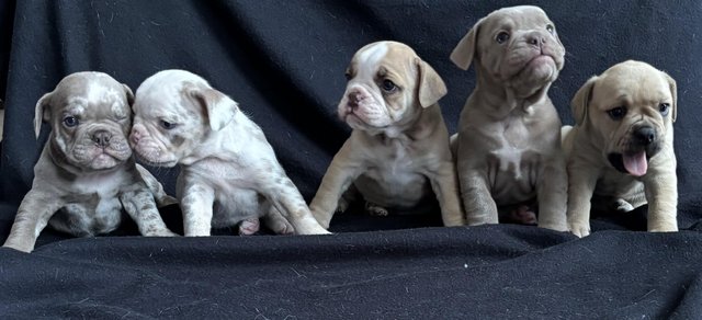Preview of the first image of English bulldog pups READY SOON??.