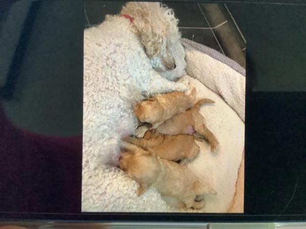 Image 4 of KC registered toy poodle puppies for sale
