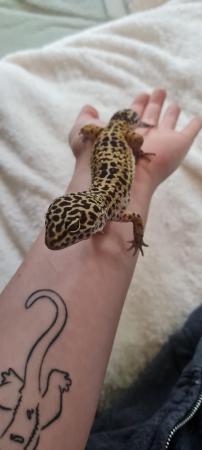 Image 8 of Female Leopard Gecko with Complete Setup