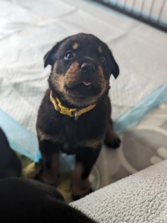 Image 2 of Chunky Rottweiler puppies