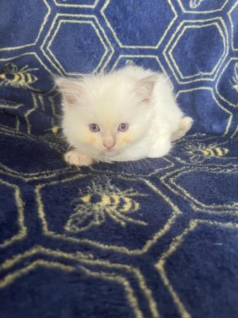 Image 14 of Last Affectionate lilac male Ragdoll kitten ready now!