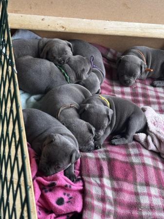 Image 25 of beautiful champion blue Staffordshire bull terrier puppies