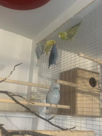 Image 4 of Breeding pair of parrotlets, also a male available.