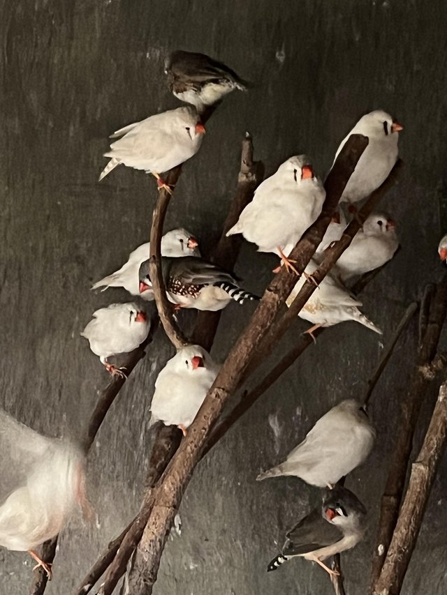 Preview of the first image of Zebra finches available - majority white colouration.